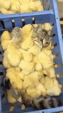 A cat gif after the bad news